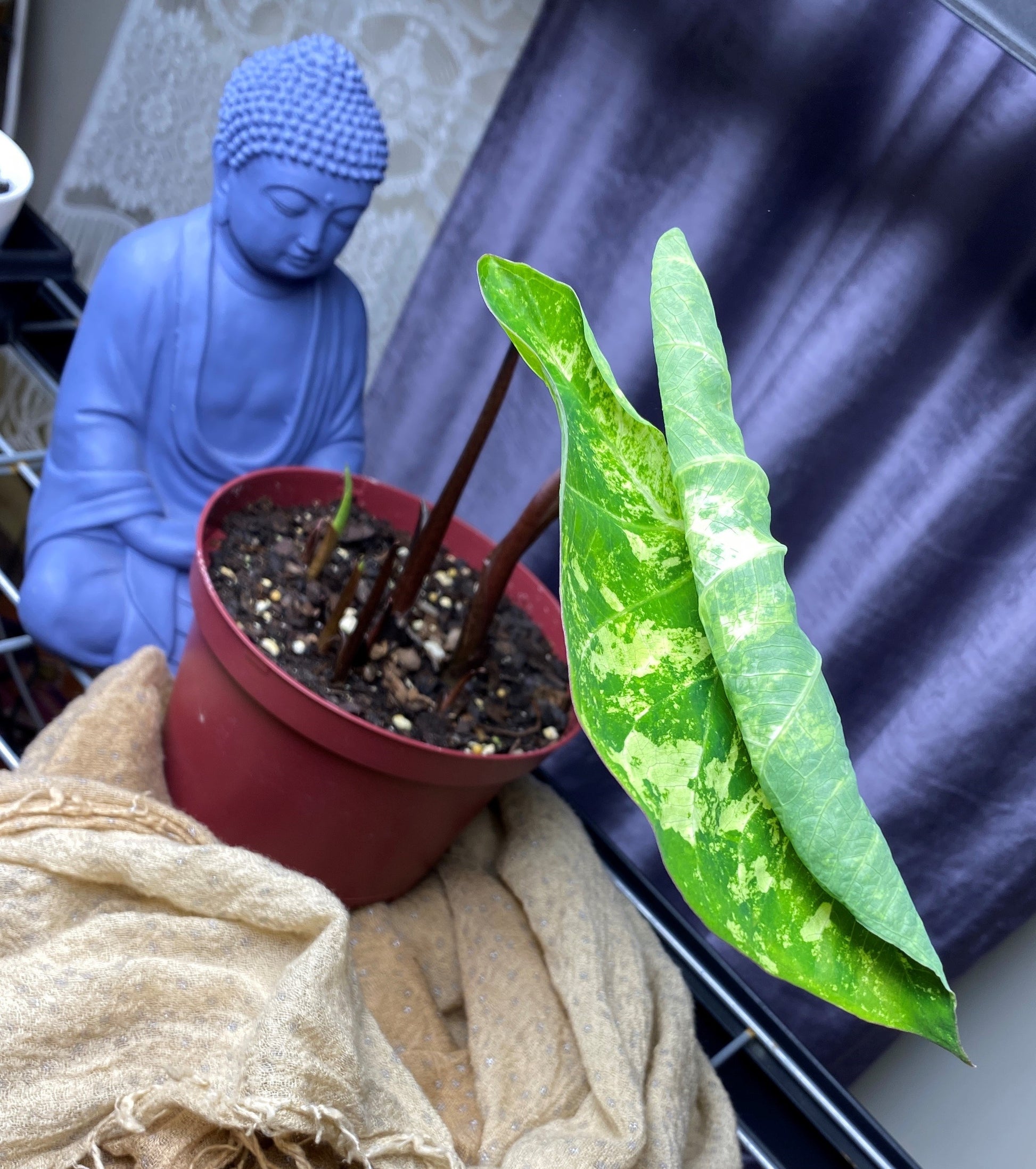 'Frog in a Blender' Caladium – Whirl of Whimsy (2 Bulbs) - Blue Buddha Farm