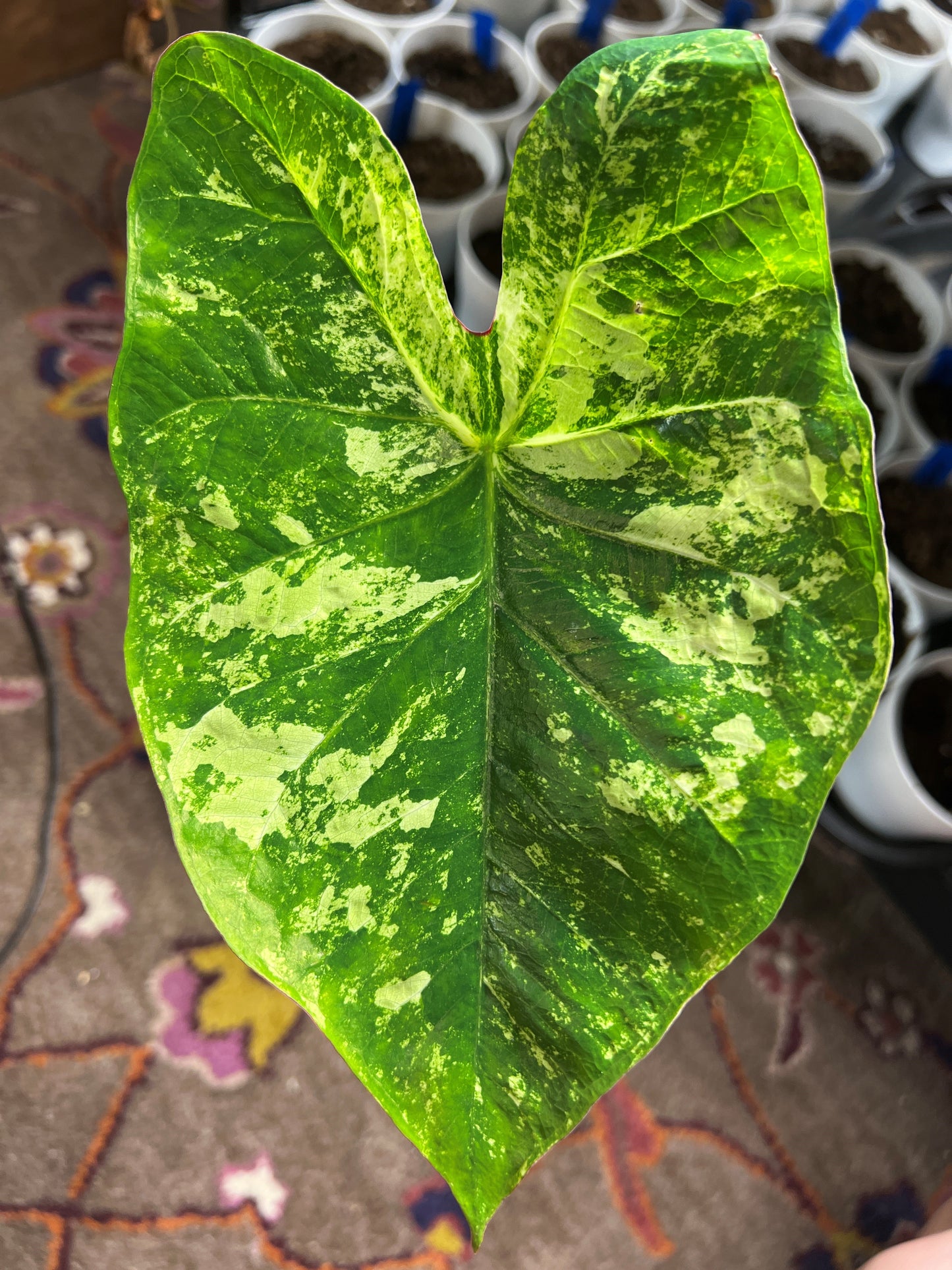 'Frog in a Blender' Caladium – Whirl of Whimsy (2 Bulbs) - Blue Buddha Farm