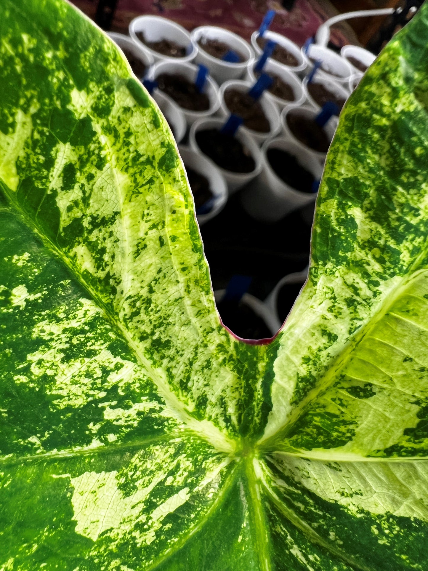 'Frog in a Blender' Caladium – Whirl of Whimsy (2 Bulbs) - Blue Buddha Farm