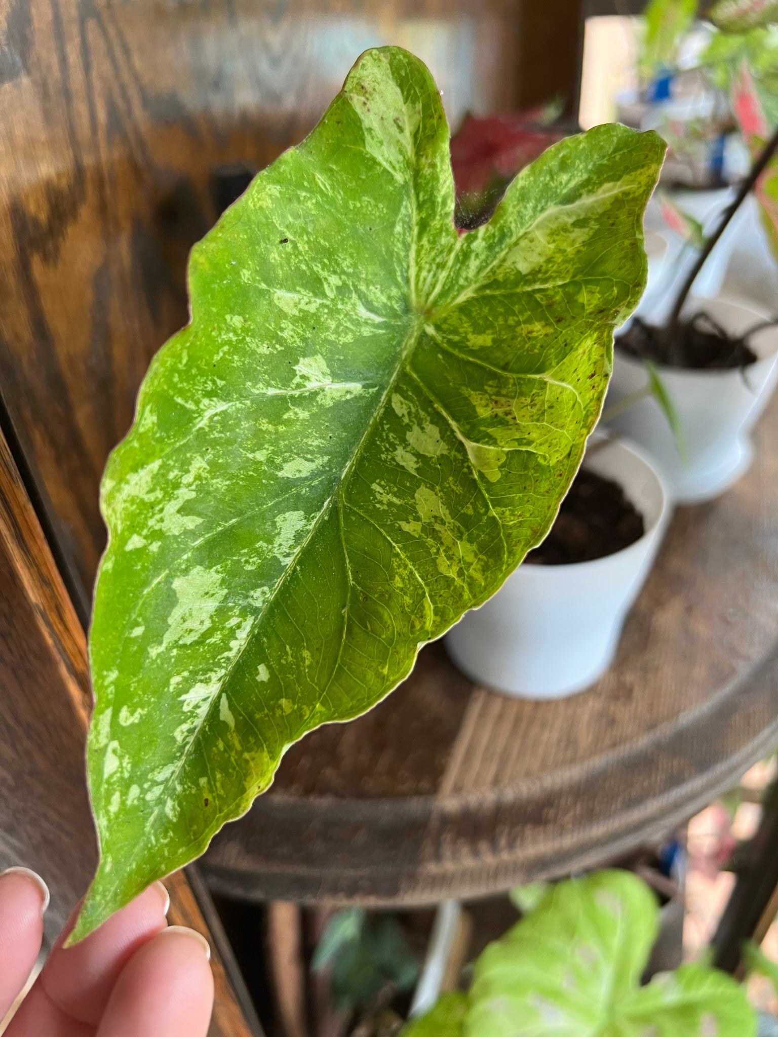 'Frog in a Blender' Caladium – Whirl of Whimsy (2 Bulbs) - Blue Buddha Farm