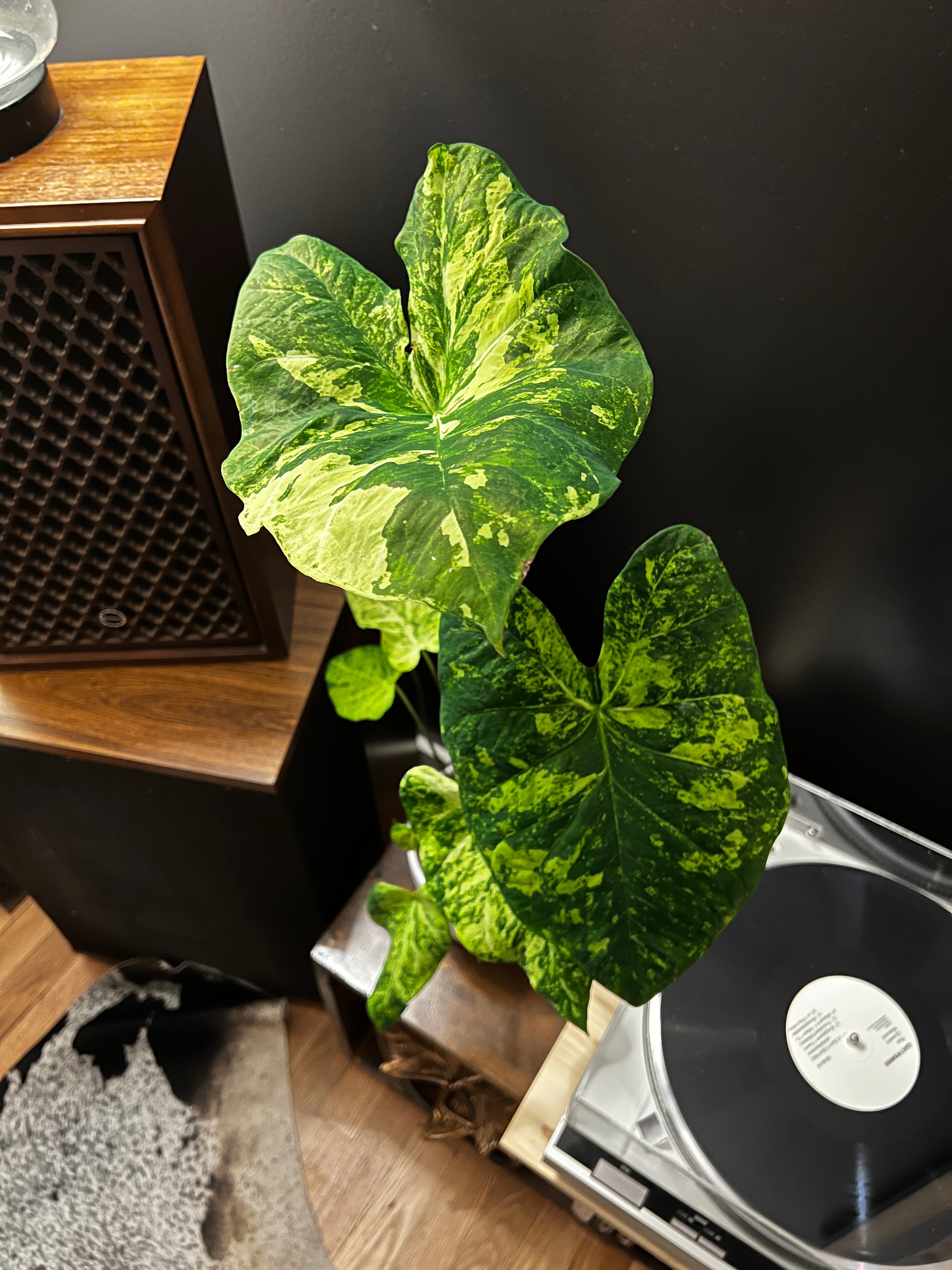 'Frog in a Blender' Caladium – Whirl of Whimsy (2 Bulbs) - Blue Buddha Farm