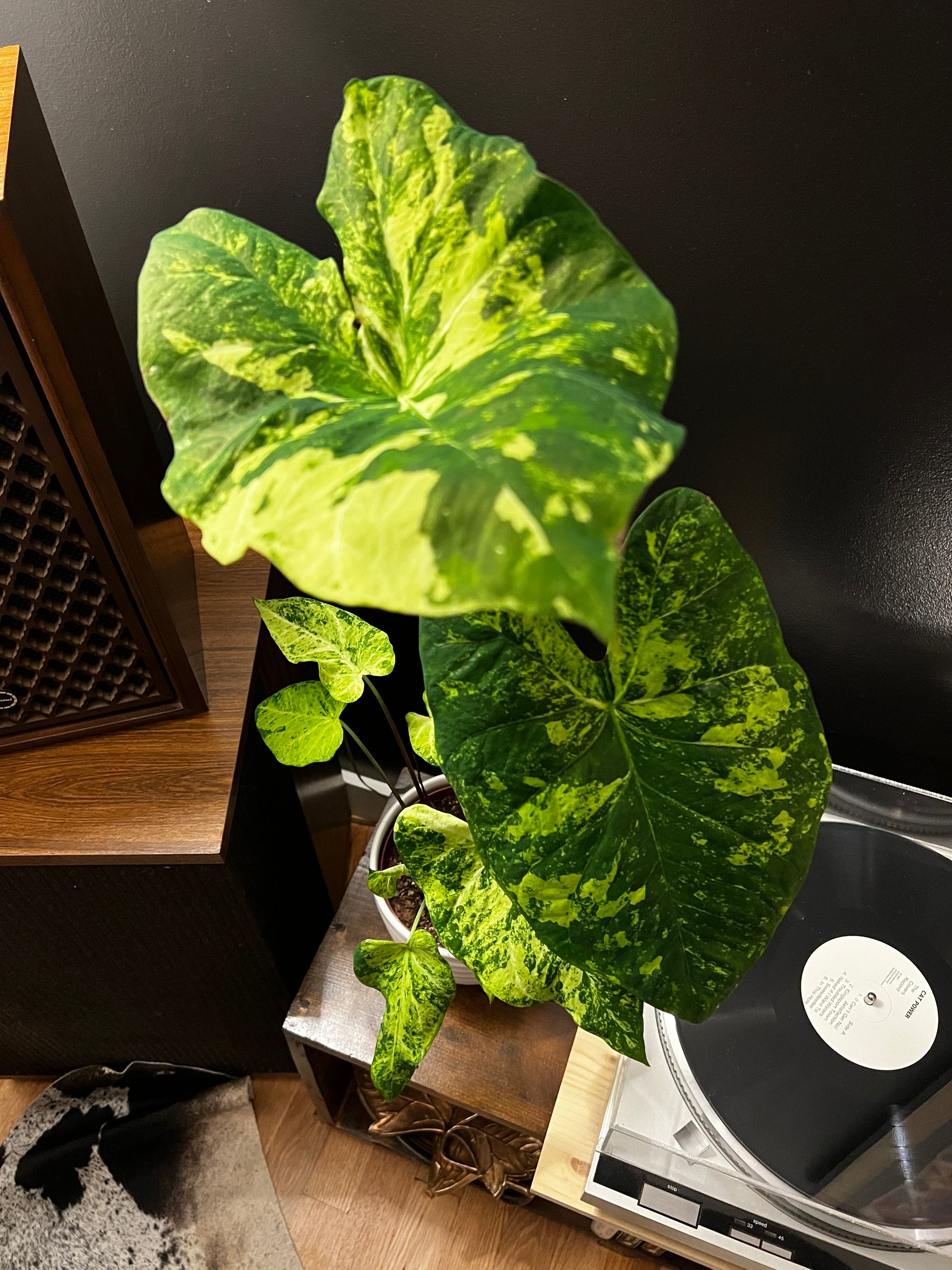 'Frog in a Blender' Caladium – Whirl of Whimsy (2 Bulbs) - Blue Buddha Farm