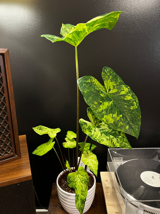 'Frog in a Blender' Caladium – Whirl of Whimsy (2 Bulbs) - Blue Buddha Farm