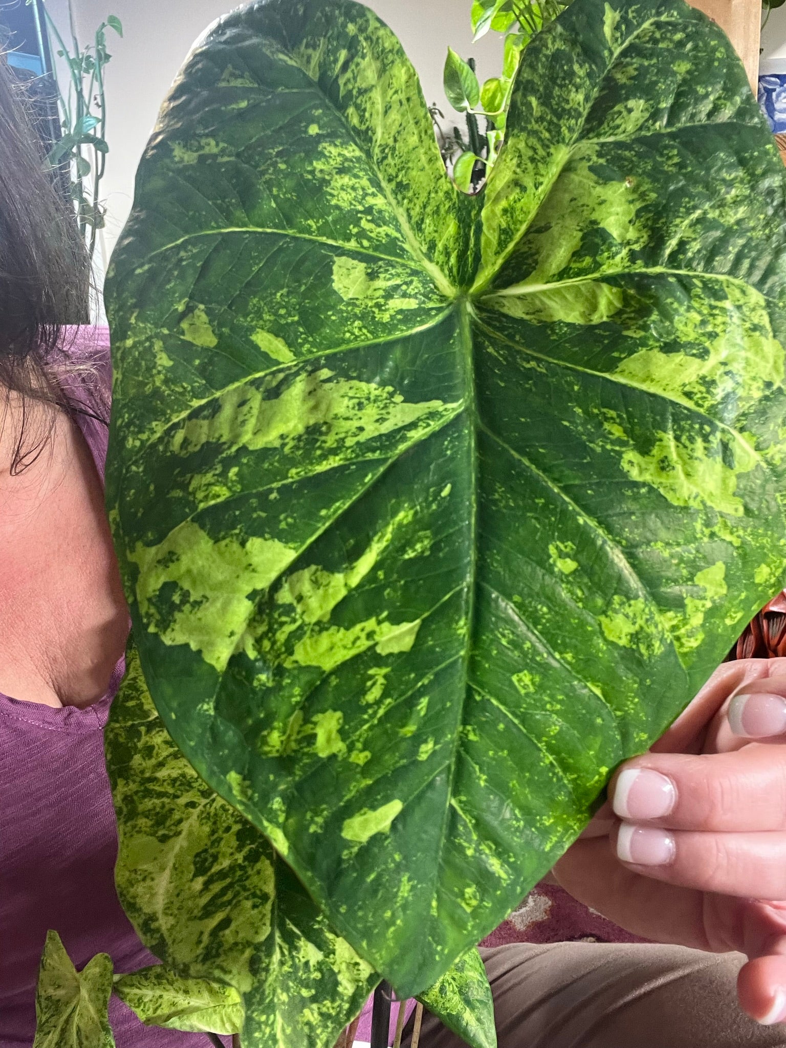 'Frog in a Blender' Caladium – Whirl of Whimsy (2 Bulbs) - Blue Buddha Farm