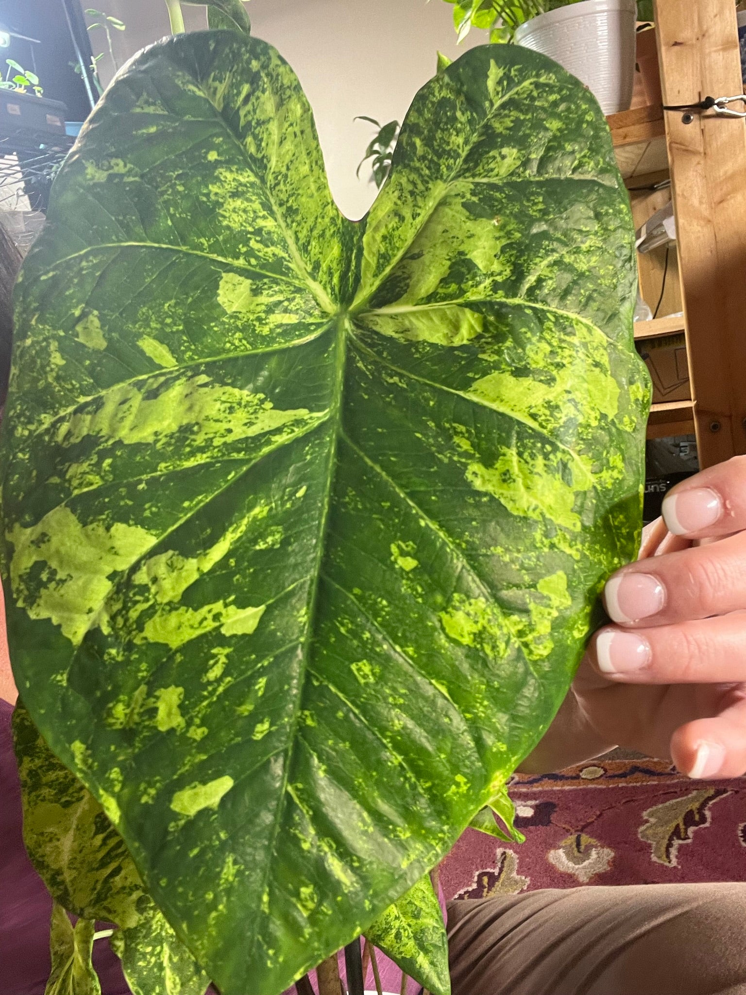 'Frog in a Blender' Caladium – Whirl of Whimsy (2 Bulbs) - Blue Buddha Farm
