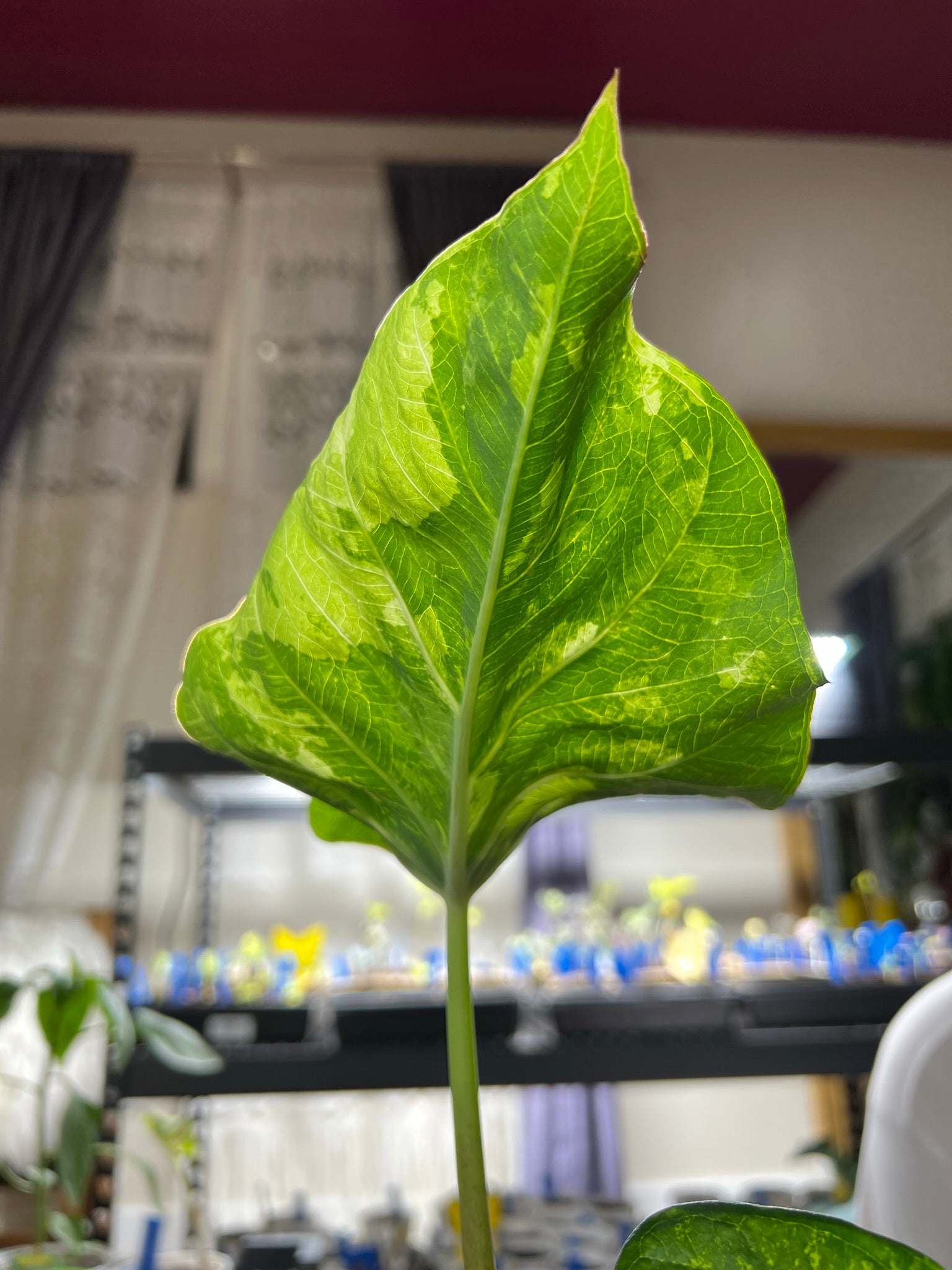 'Frog in a Blender' Caladium – Whirl of Whimsy (2 Bulbs) - Blue Buddha Farm