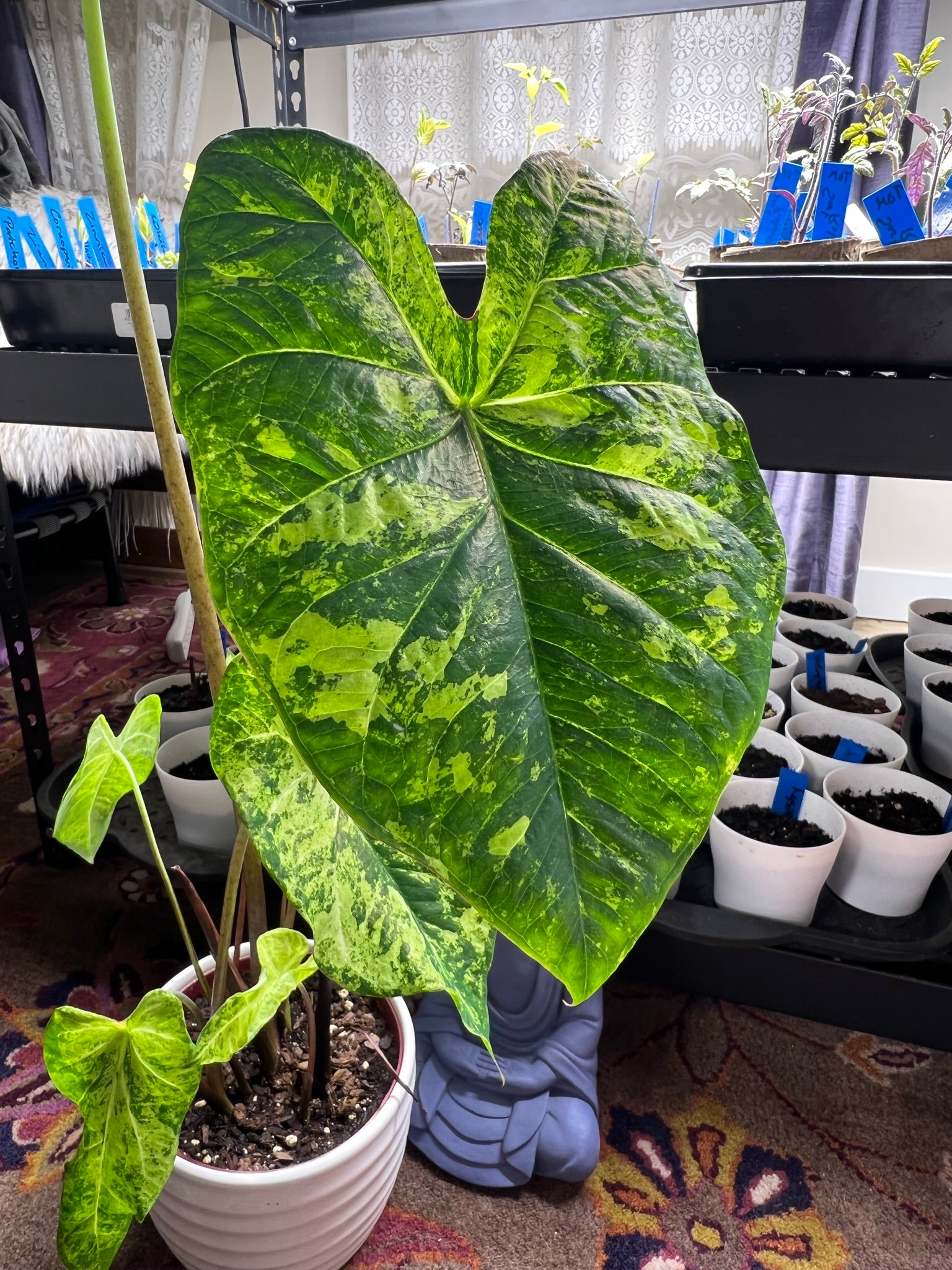 'Frog in a Blender' Caladium – Whirl of Whimsy (2 Bulbs) - Blue Buddha Farm