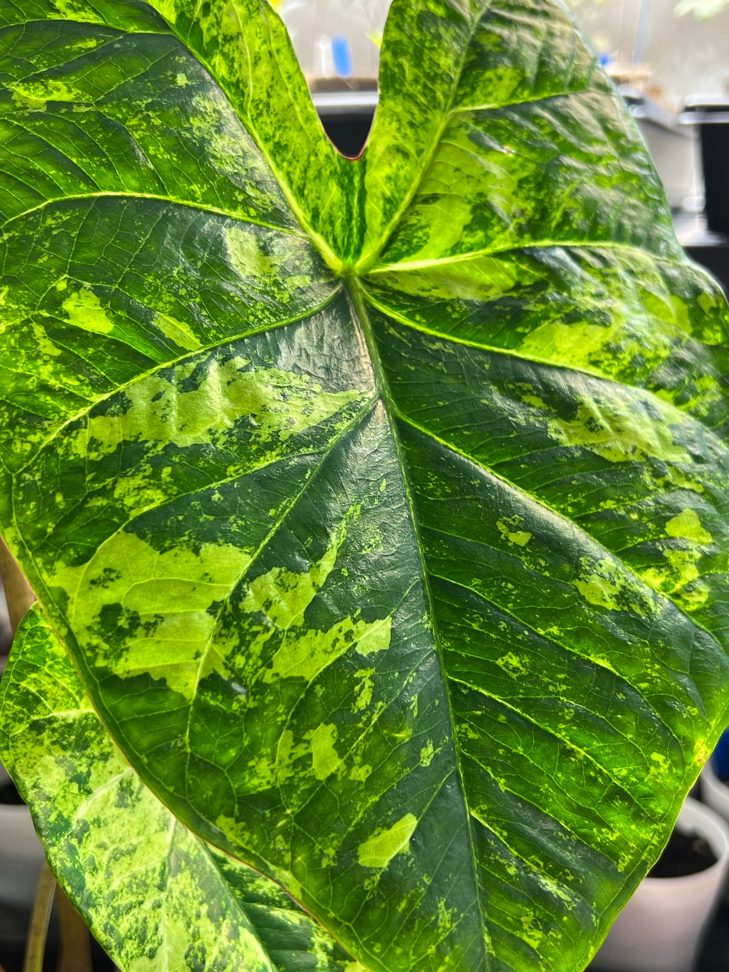 'Frog in a Blender' Caladium – Whirl of Whimsy (2 Bulbs) - Blue Buddha Farm