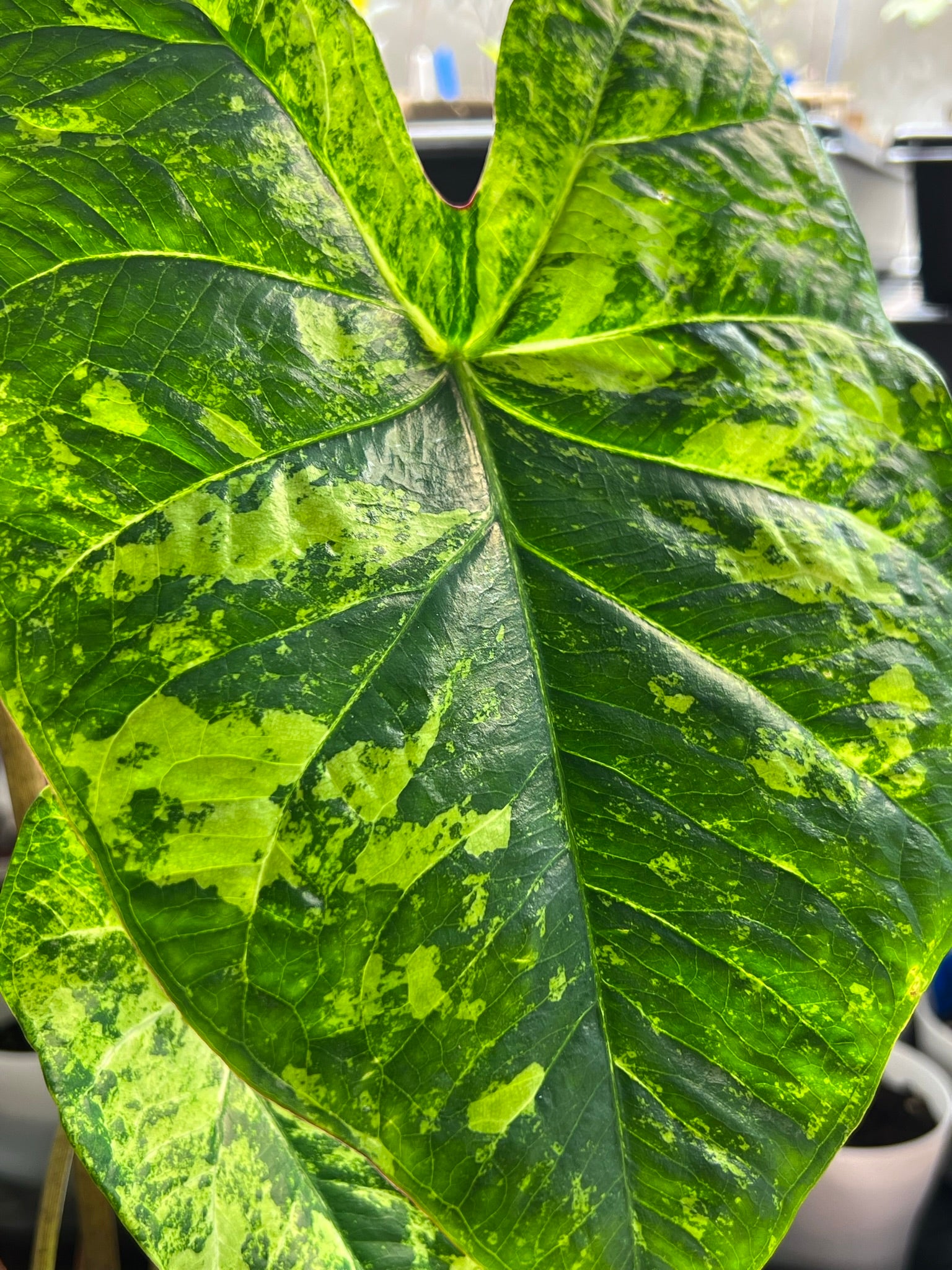 'Frog in a Blender' Caladium – Whirl of Whimsy (2 Bulbs) - Blue Buddha Farm