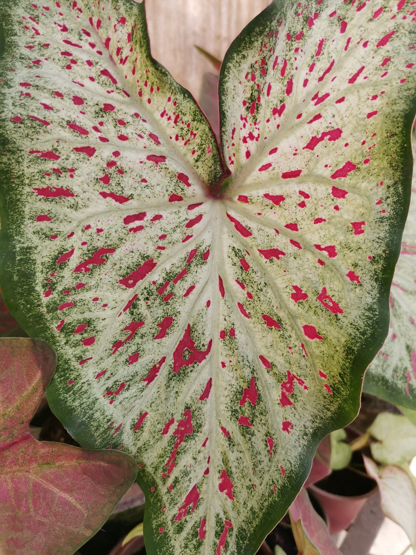 'Gingerland' Caladium – Speckled Splendor (2 Bulbs) - Blue Buddha Farm