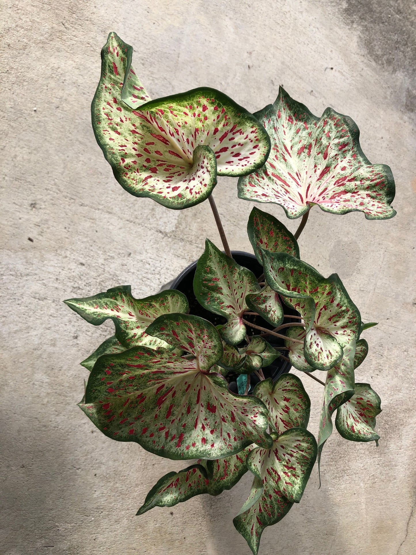 'Gingerland' Caladium – Speckled Splendor (2 Bulbs) - Blue Buddha Farm