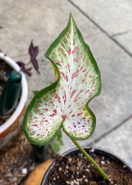 'Gingerland' Caladium – Speckled Splendor (2 Bulbs) - Blue Buddha Farm