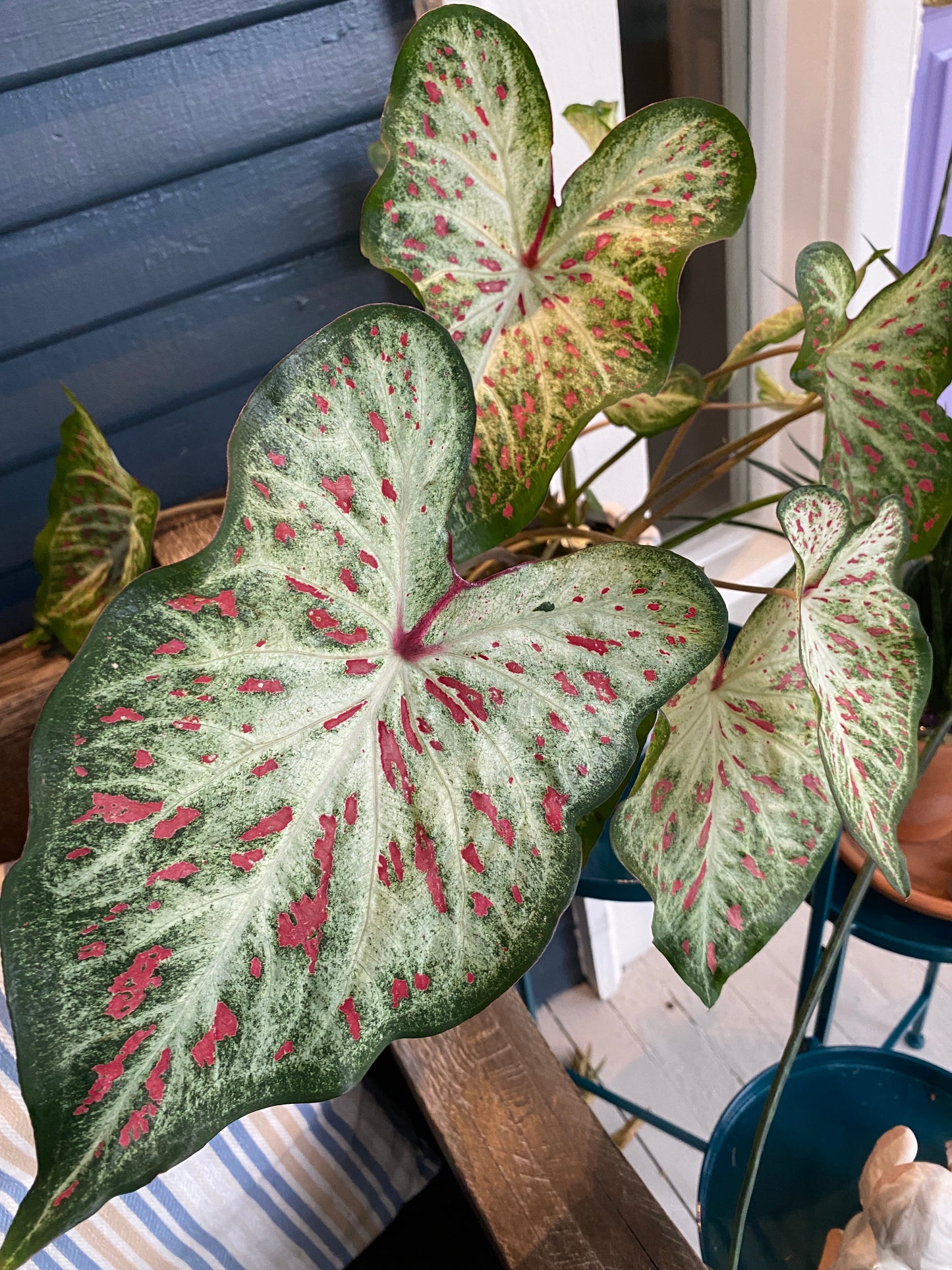 'Gingerland' Caladium – Speckled Splendor (2 Bulbs) - Blue Buddha Farm