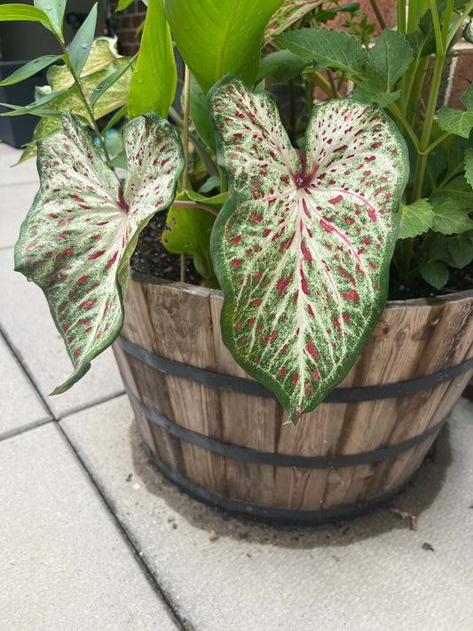 'Gingerland' Caladium – Speckled Splendor (2 Bulbs) - Blue Buddha Farm