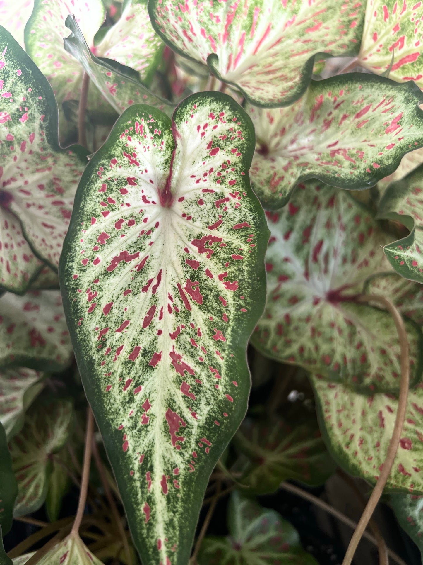 'Gingerland' Caladium – Speckled Splendor (2 Bulbs) - Blue Buddha Farm