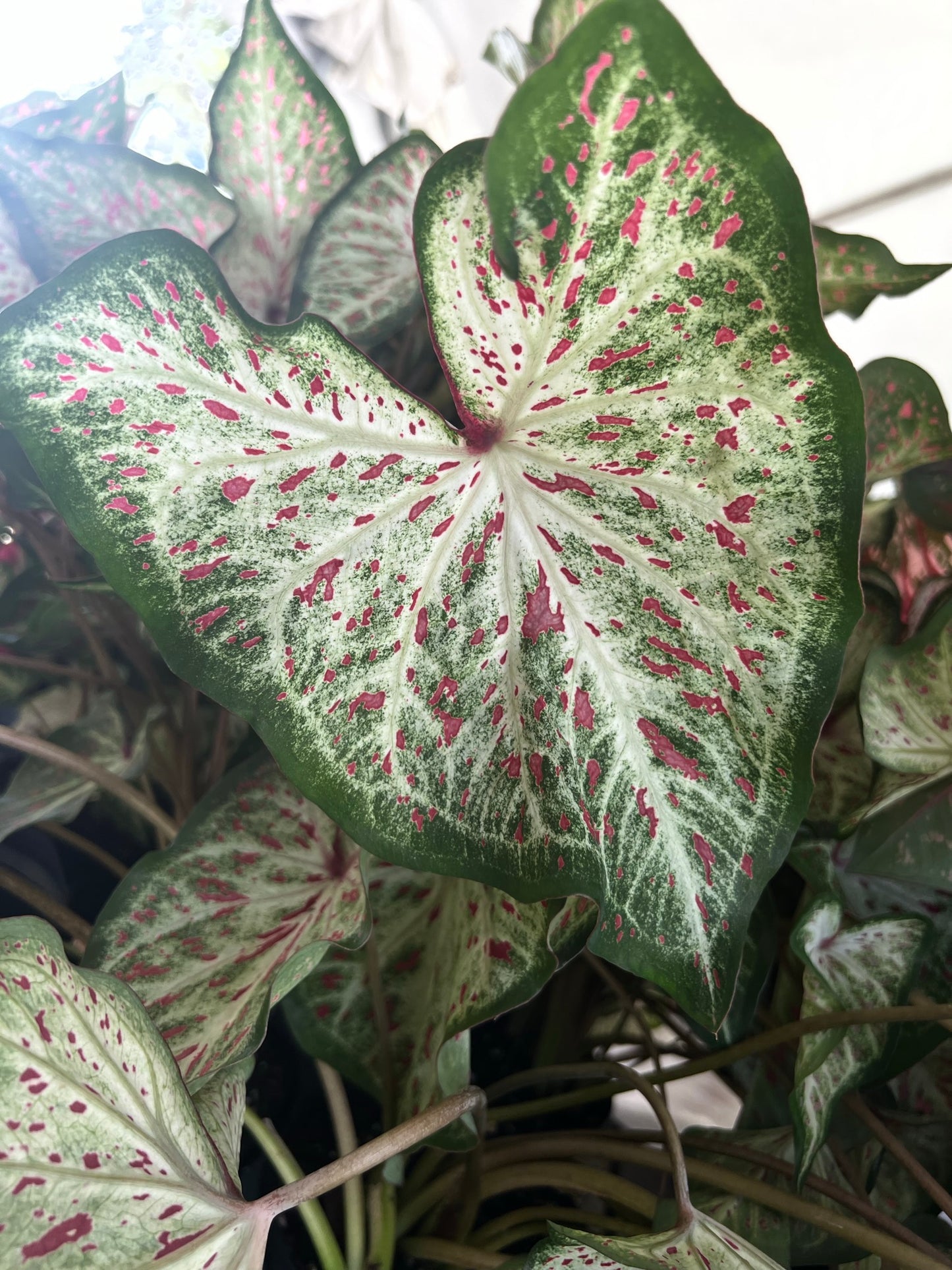 'Gingerland' Caladium – Speckled Splendor (2 Bulbs) - Blue Buddha Farm