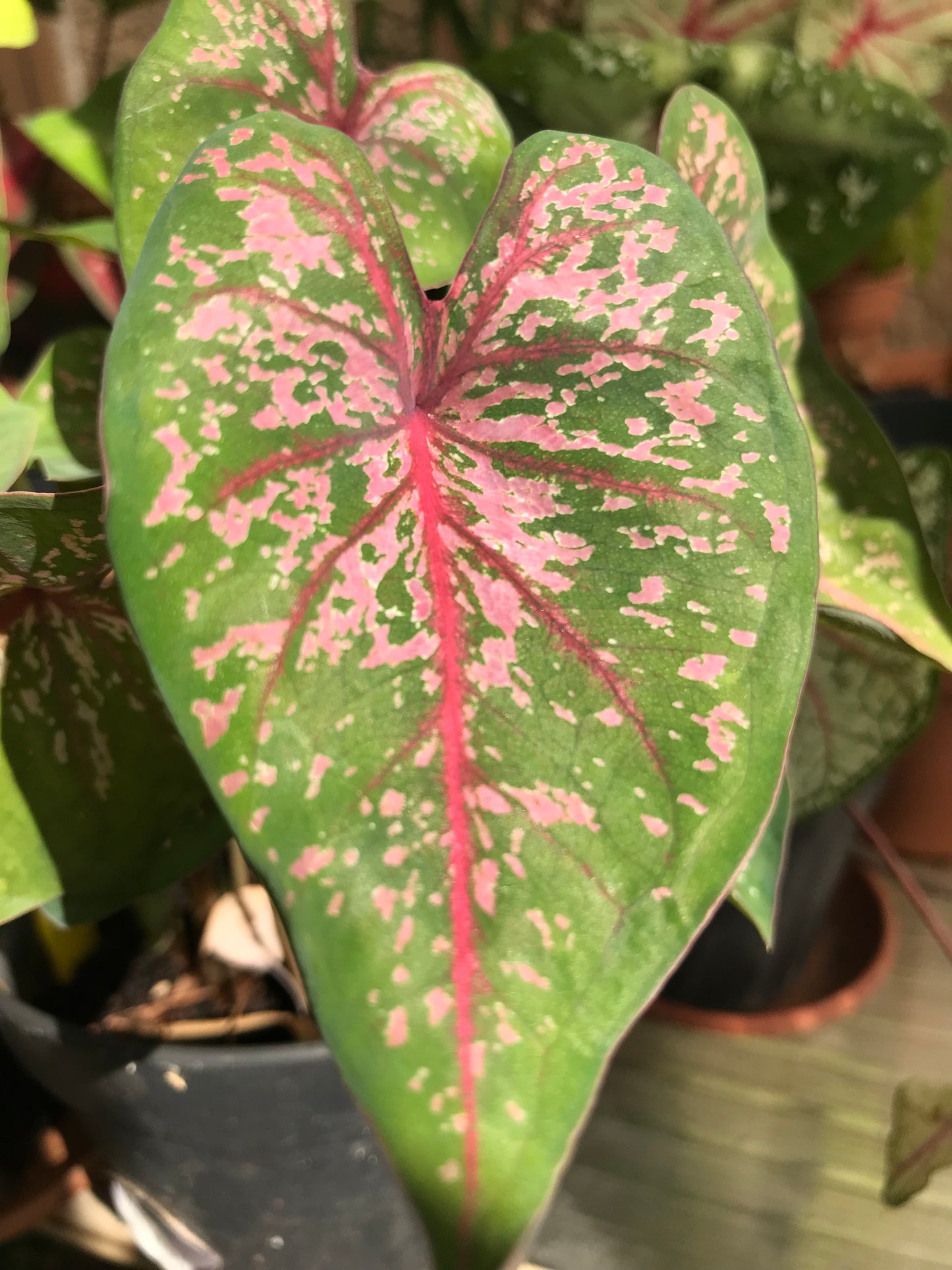 Gypsy Rose' Caladium – Pink Party Splashes (2 Bulbs) - Blue Buddha Farm