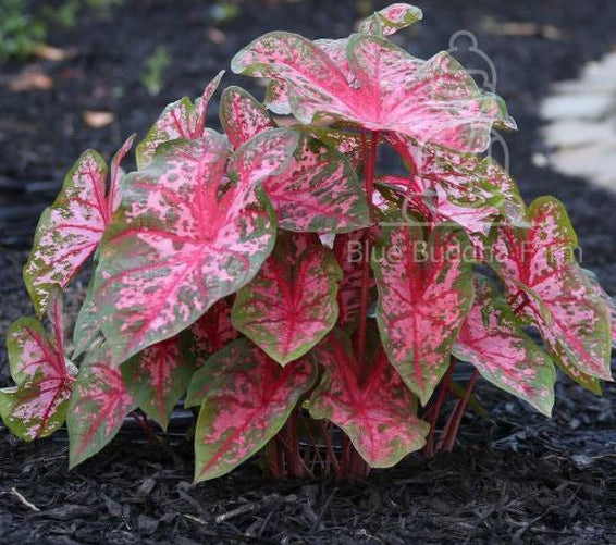Gypsy Rose' Caladium – Pink Party Splashes (2 Bulbs) - Blue Buddha Farm