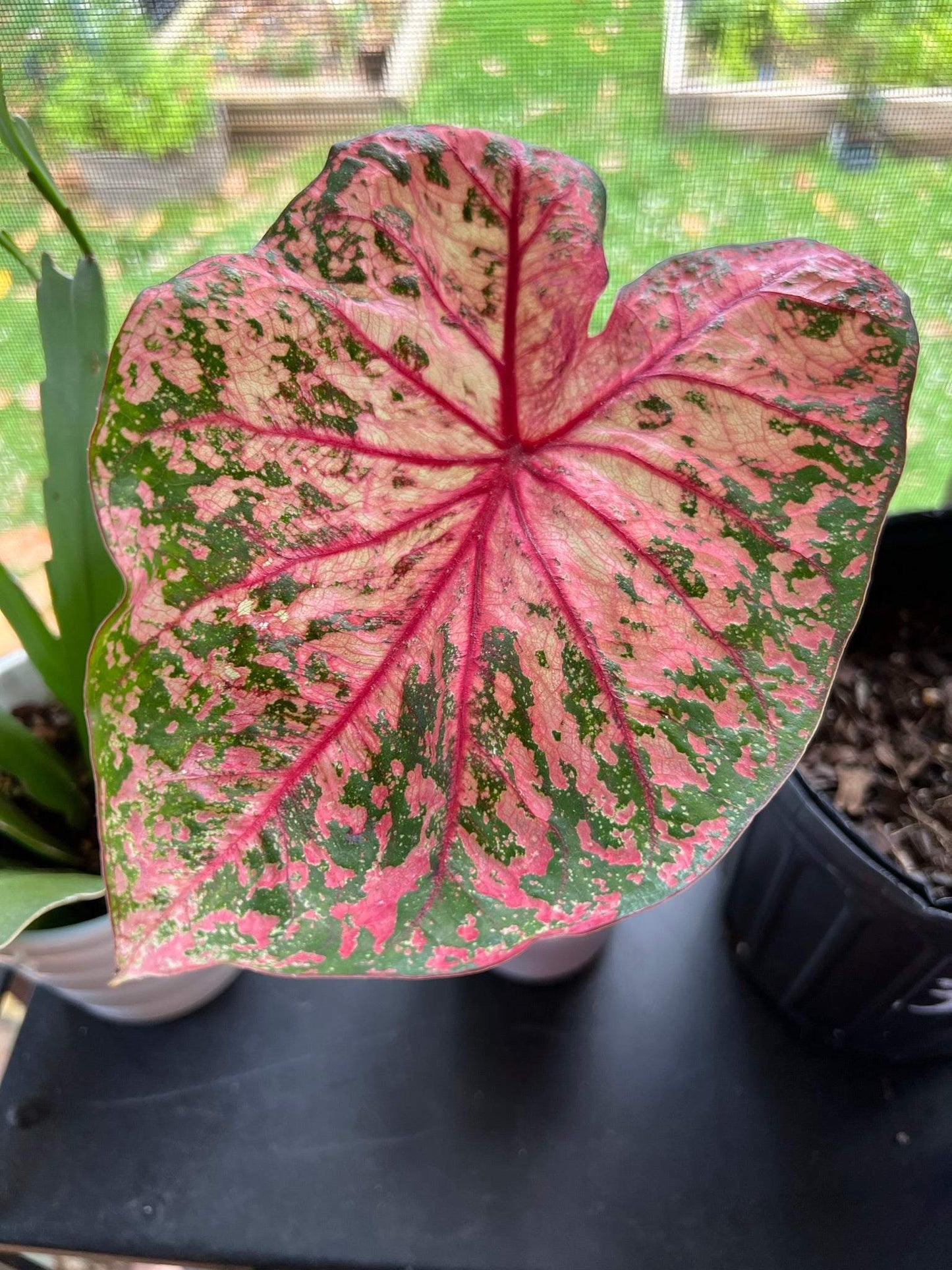 Gypsy Rose' Caladium – Pink Party Splashes (2 Bulbs) - Blue Buddha Farm