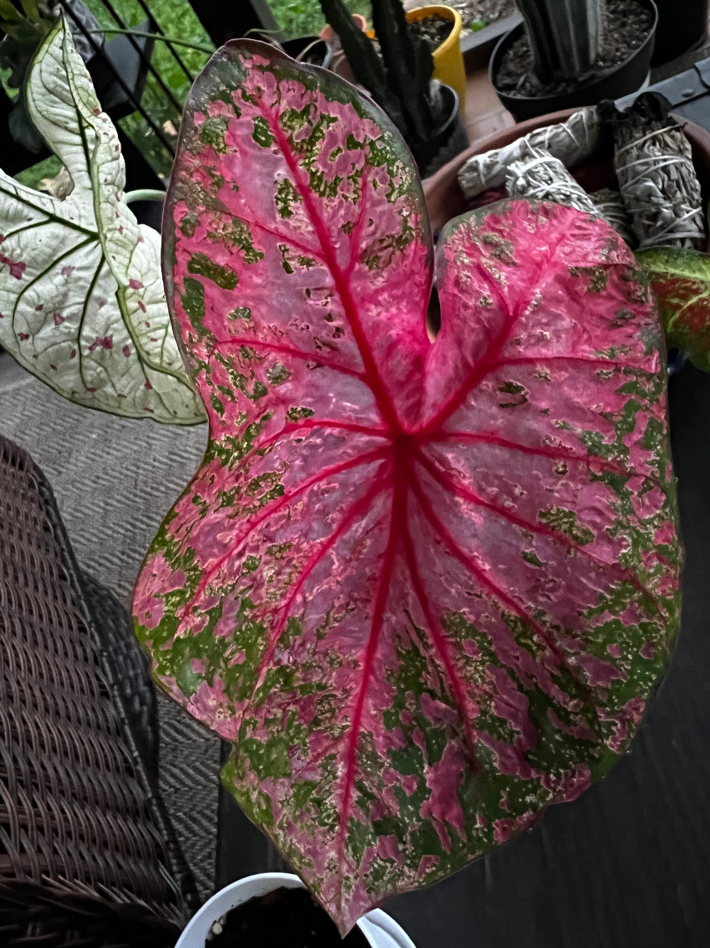 Gypsy Rose' Caladium – Pink Party Splashes (2 Bulbs) - Blue Buddha Farm