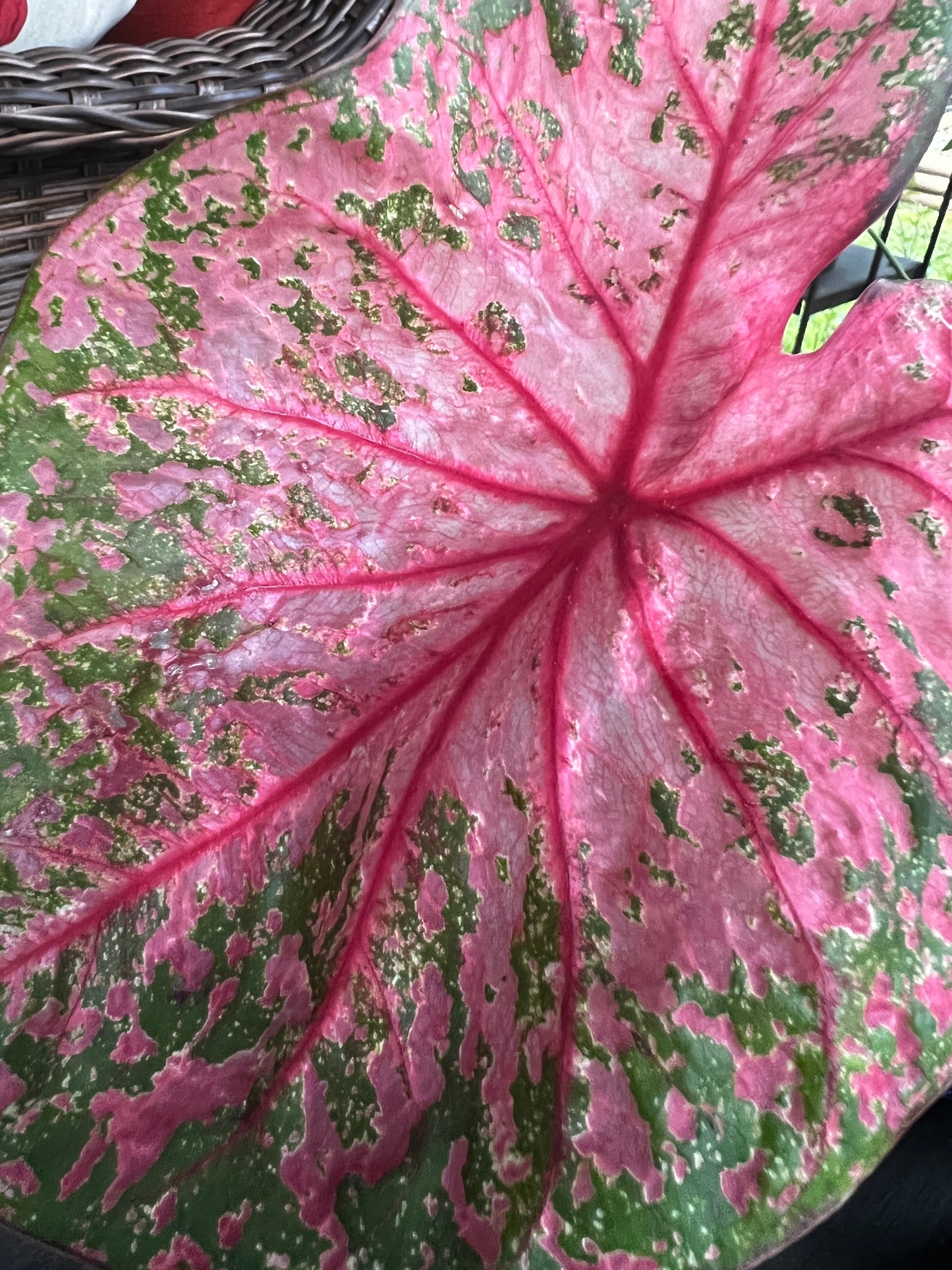 Gypsy Rose' Caladium – Pink Party Splashes (2 Bulbs) - Blue Buddha Farm