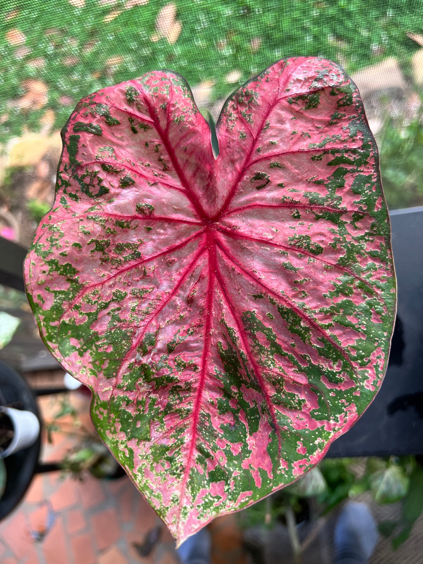 Gypsy Rose' Caladium – Pink Party Splashes (2 Bulbs) - Blue Buddha Farm