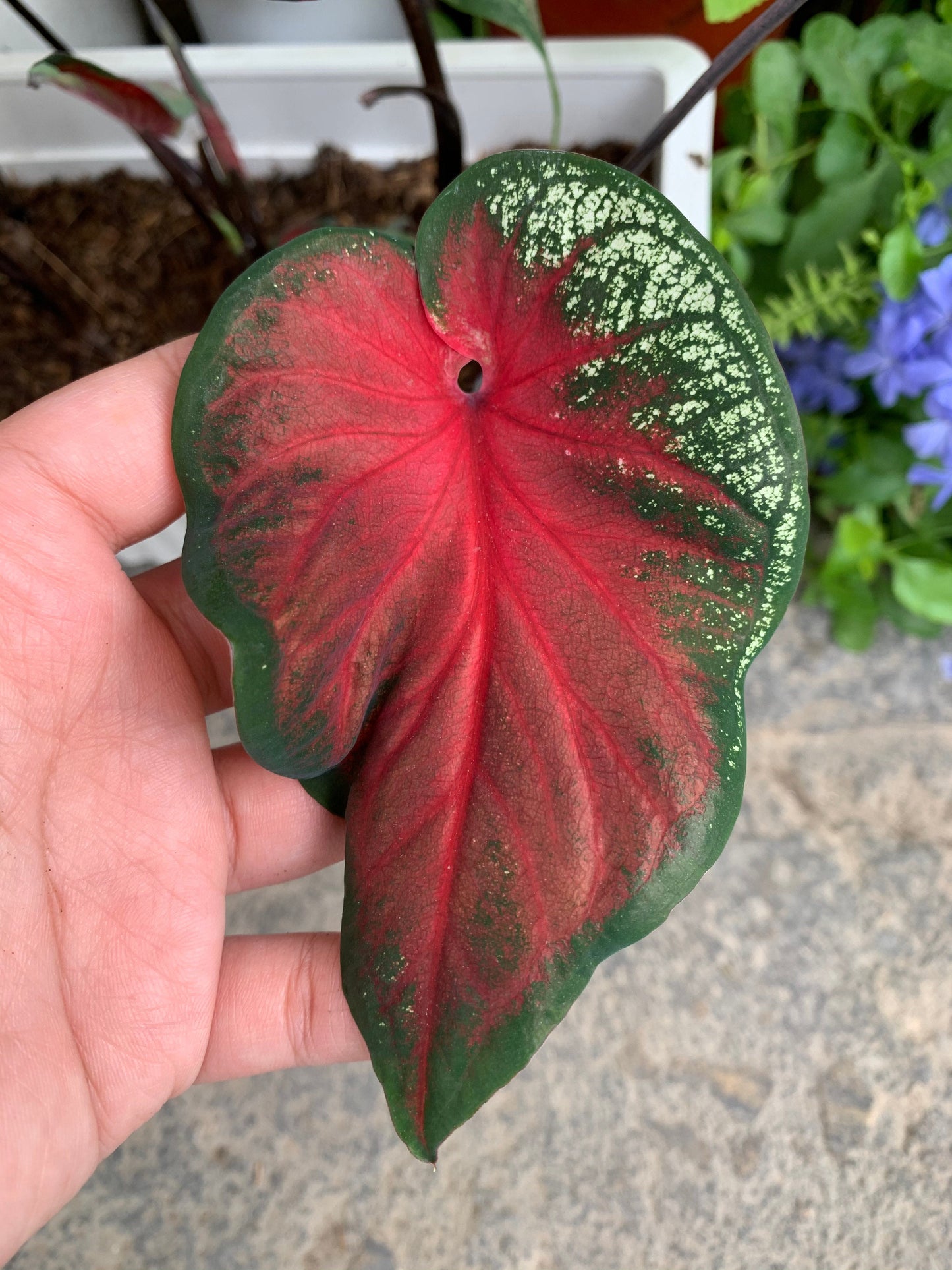 'Heart's Delight' Caladium – Ruby Red Elegance (2 Bulbs) - Blue Buddha Farm