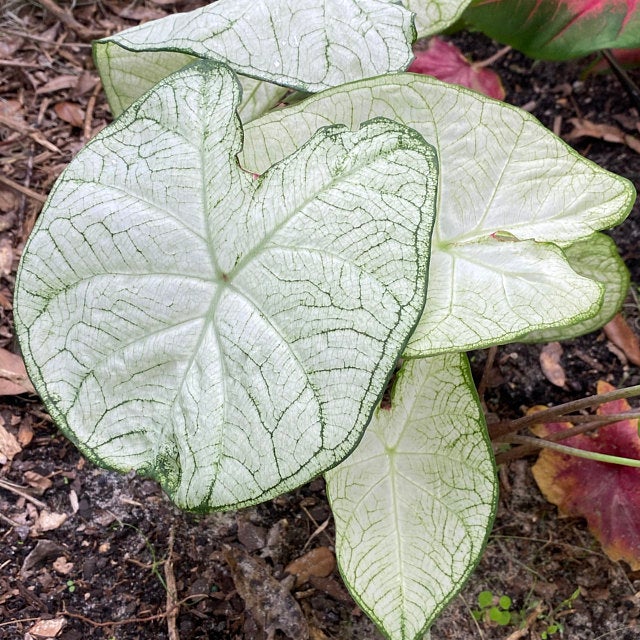 'June Bride' Caladium – Tranquil White Elegance (2 Bulbs) - Blue Buddha Farm