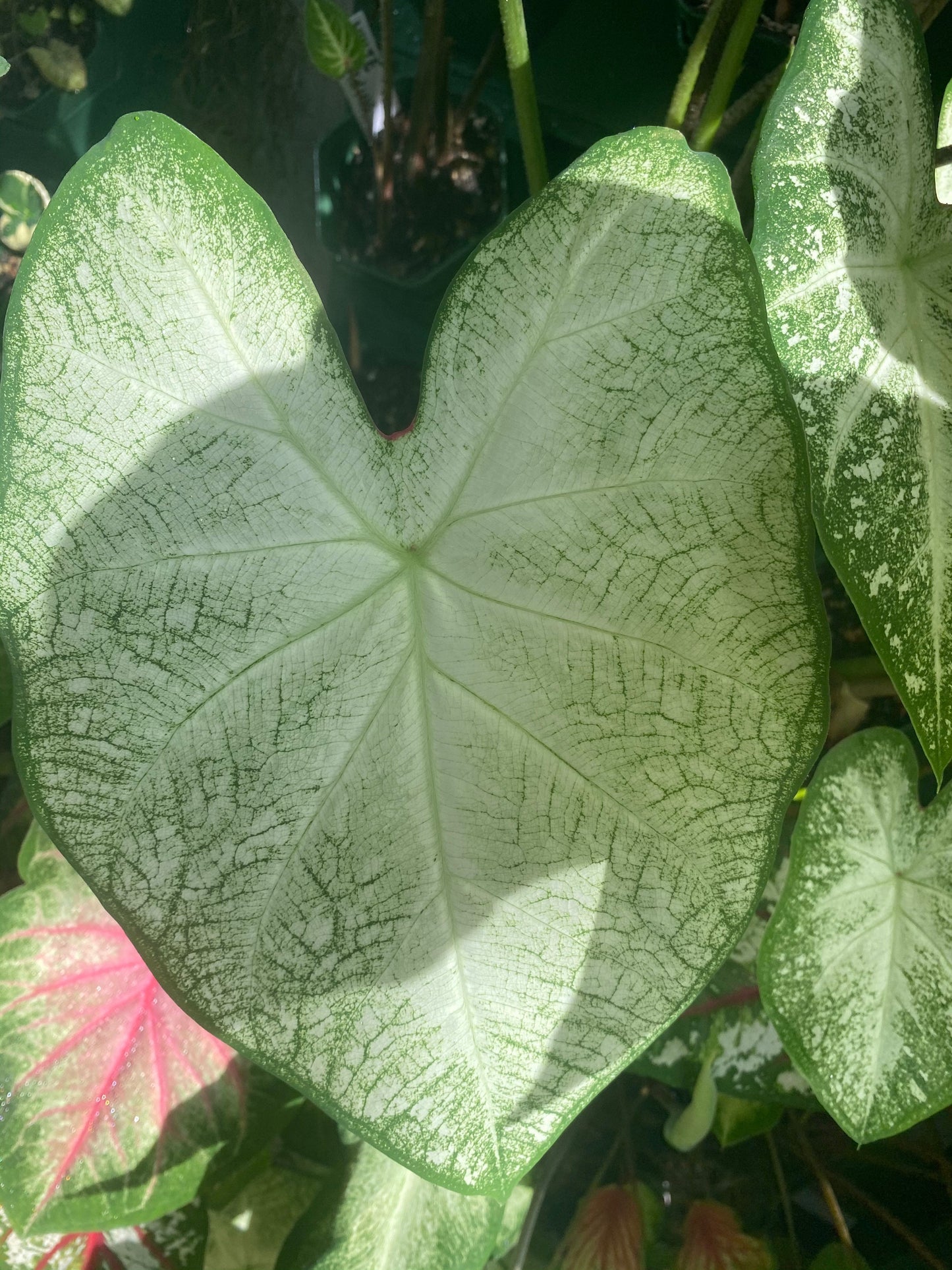 'June Bride' Caladium – Tranquil White Elegance (2 Bulbs) - Blue Buddha Farm