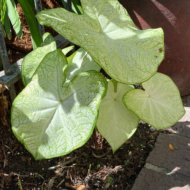 'June Bride' Caladium – Tranquil White Elegance (2 Bulbs) - Blue Buddha Farm