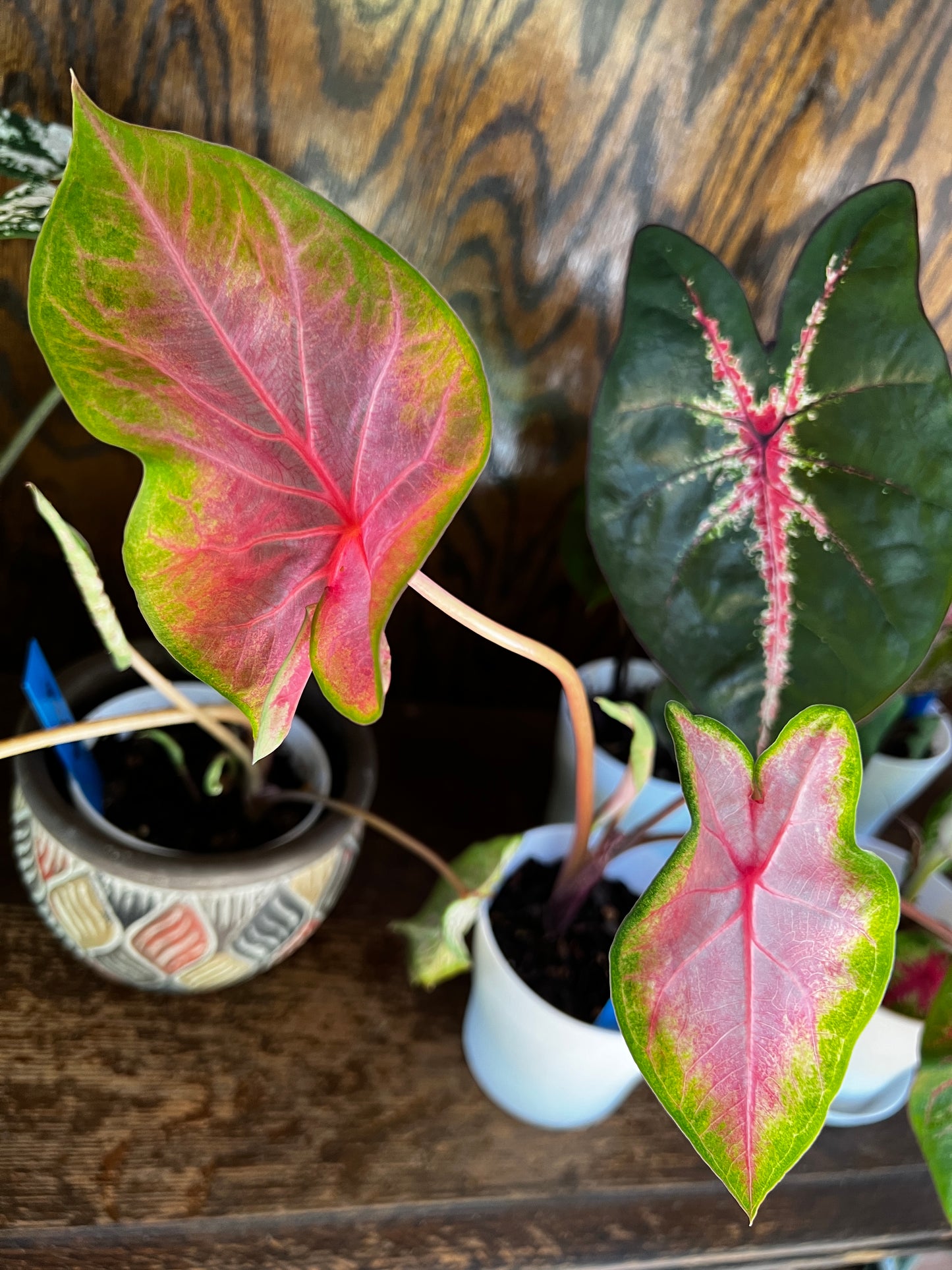 'Kathleen' Caladium – Translucent Salmon Elegance (2 Bulbs) - Blue Buddha Farm