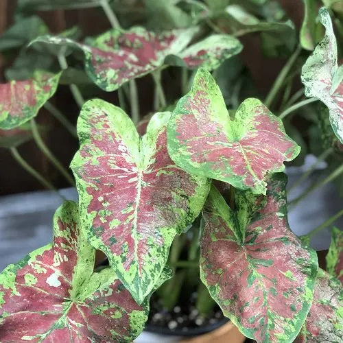 'Mesmerized' Caladium – Radiant Reddish Orange Spectacle (2 Bulbs) - Blue Buddha Farm