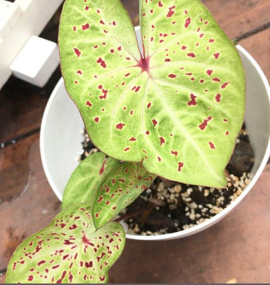'Miss Muffet' Caladium – Pink Polka Dotted Charm (2 Bulbs) - Blue Buddha Farm