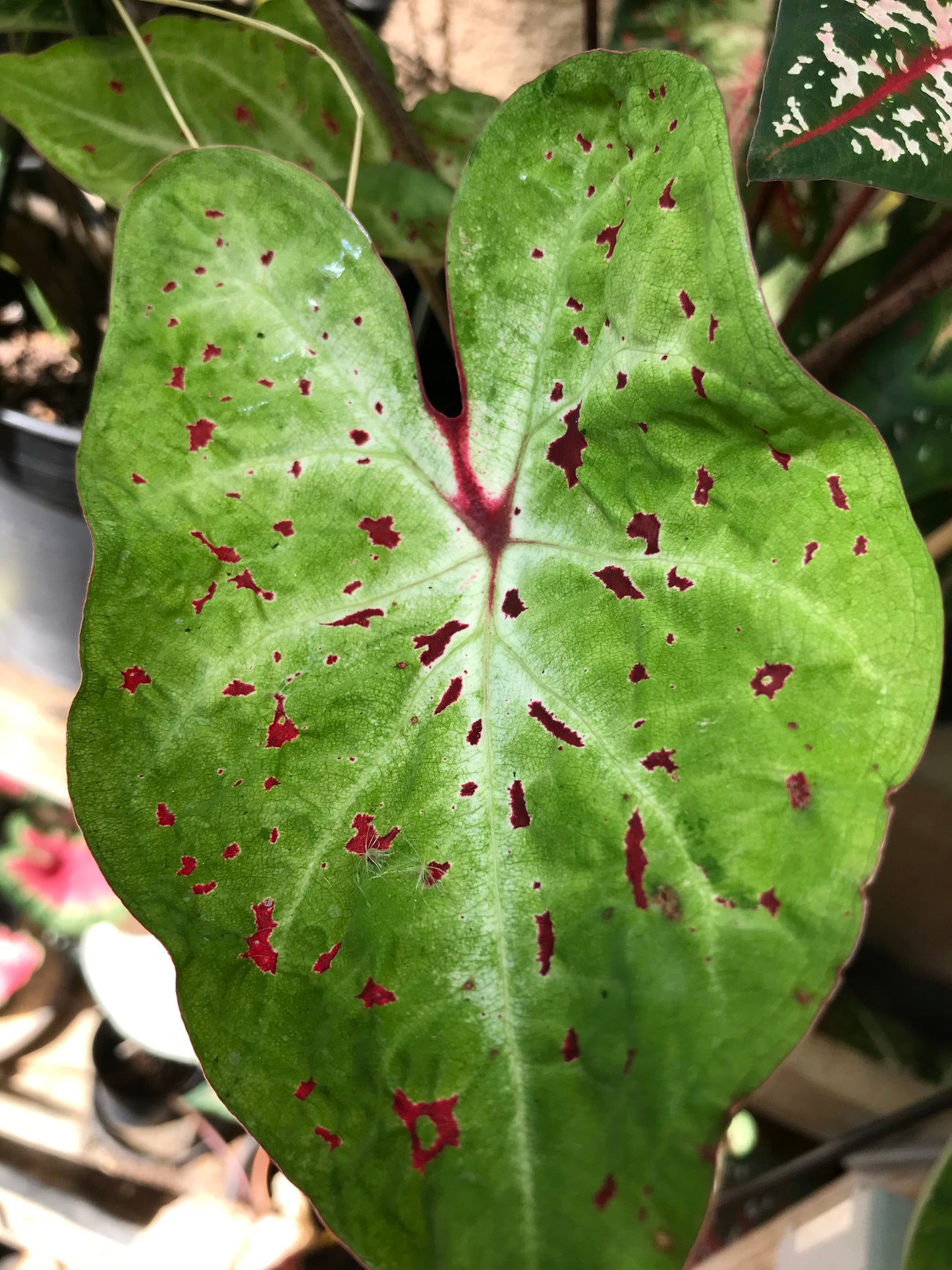 'Miss Muffet' Caladium – Pink Polka Dotted Charm (2 Bulbs) - Blue Buddha Farm