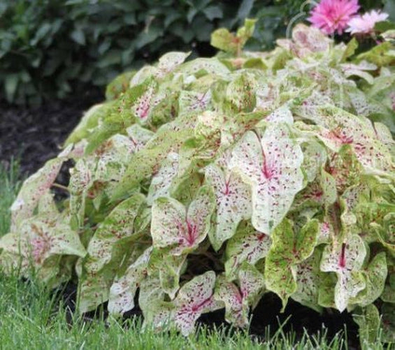 'Miss Muffet' Caladium – Pink Polka Dotted Charm (2 Bulbs) - Blue Buddha Farm