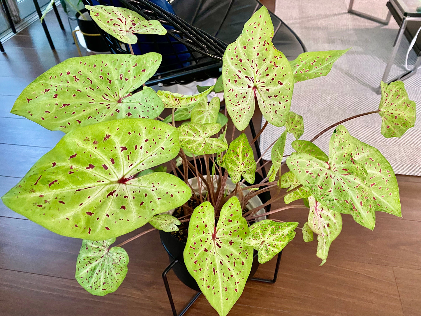 'Miss Muffet' Caladium – Pink Polka Dotted Charm (2 Bulbs) - Blue Buddha Farm