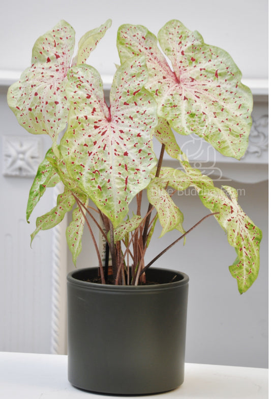 'Miss Muffet' Caladium – Pink Polka Dotted Charm (2 Bulbs) - Blue Buddha Farm