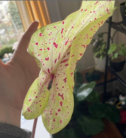 'Miss Muffet' Caladium – Pink Polka Dotted Charm (2 Bulbs) - Blue Buddha Farm