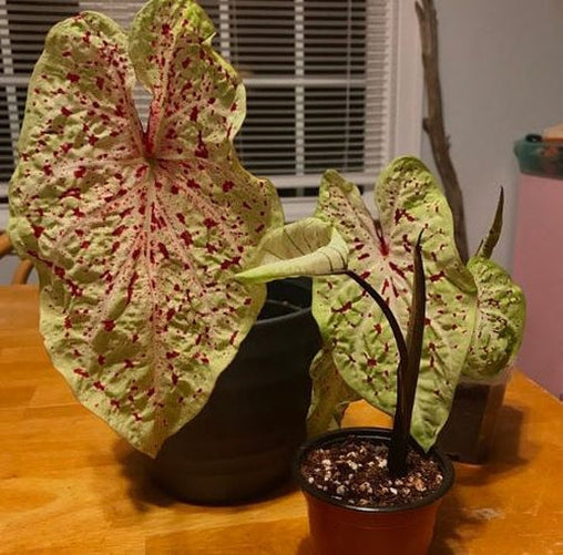 'Miss Muffet' Caladium – Pink Polka Dotted Charm (2 Bulbs) - Blue Buddha Farm