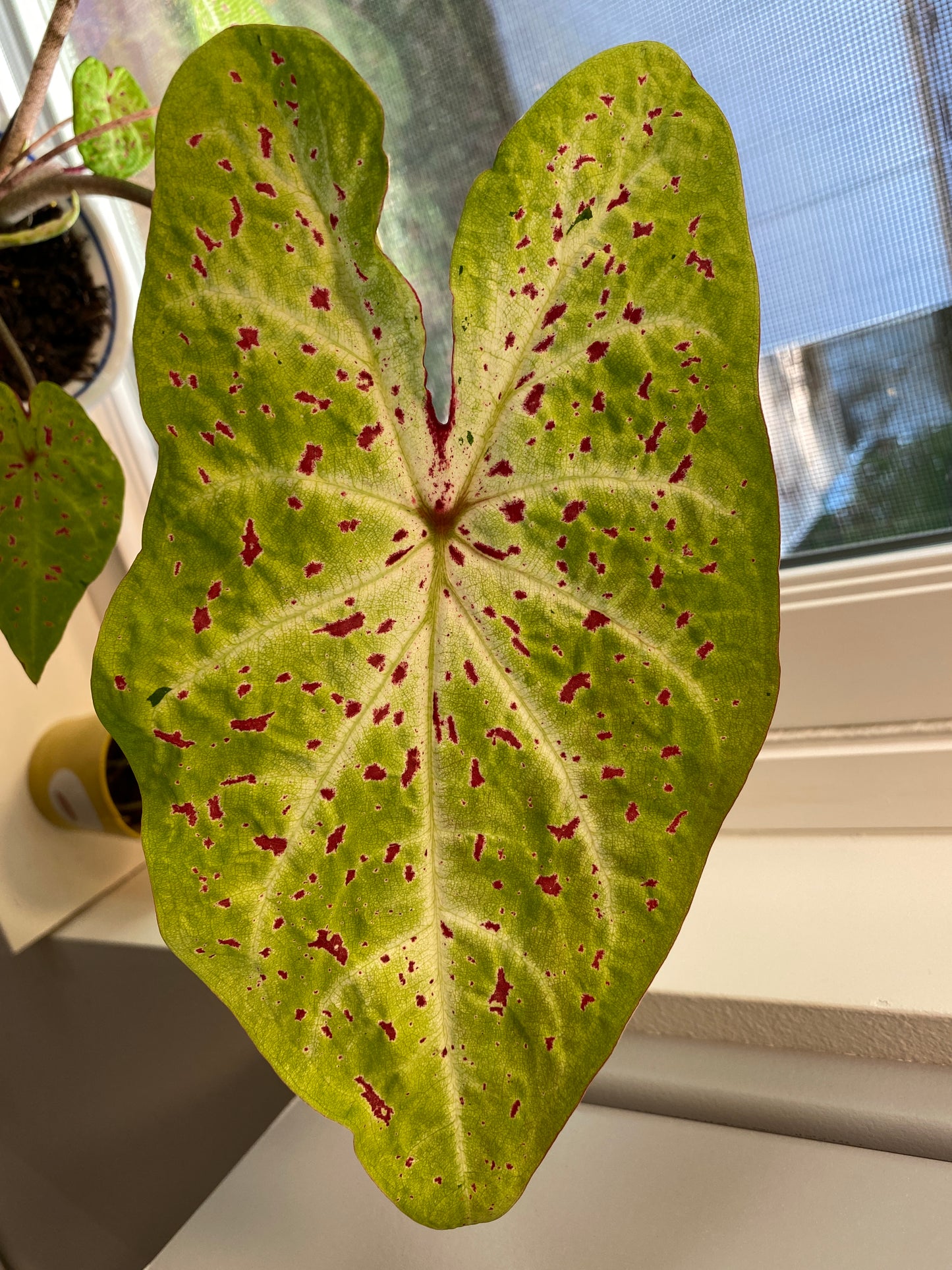 'Miss Muffet' Caladium – Pink Polka Dotted Charm (2 Bulbs) - Blue Buddha Farm