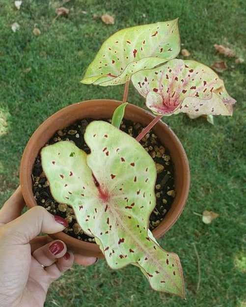 'Miss Muffet' Caladium – Pink Polka Dotted Charm (2 Bulbs) - Blue Buddha Farm