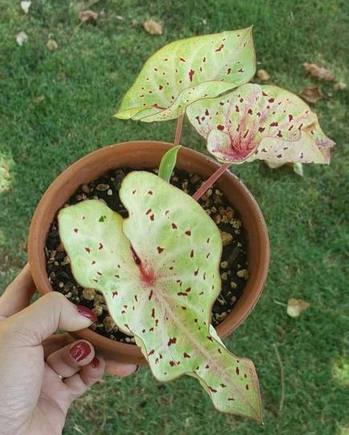 'Miss Muffet' Caladium – Pink Polka Dotted Charm (2 Bulbs) - Blue Buddha Farm