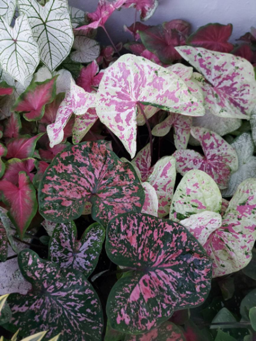 HAPPY 2024 Caladium Mix (Mixed Variety 20 Bulbs) - Blue Buddha Farm