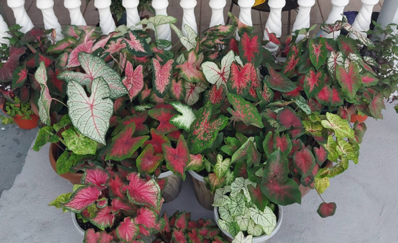 HAPPY 2024 Caladium Mix (Mixed Variety 20 Bulbs) - Blue Buddha Farm