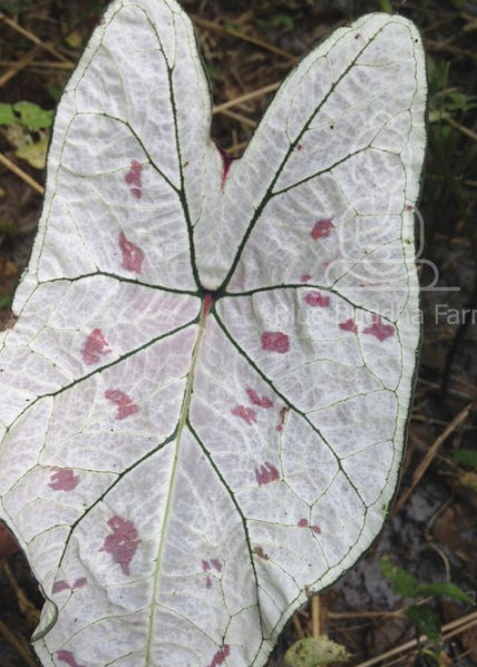 Assorted white caladium bulbs arranged to highlight their artistic, hand-painted appearance in soft white, cream, and green tones.