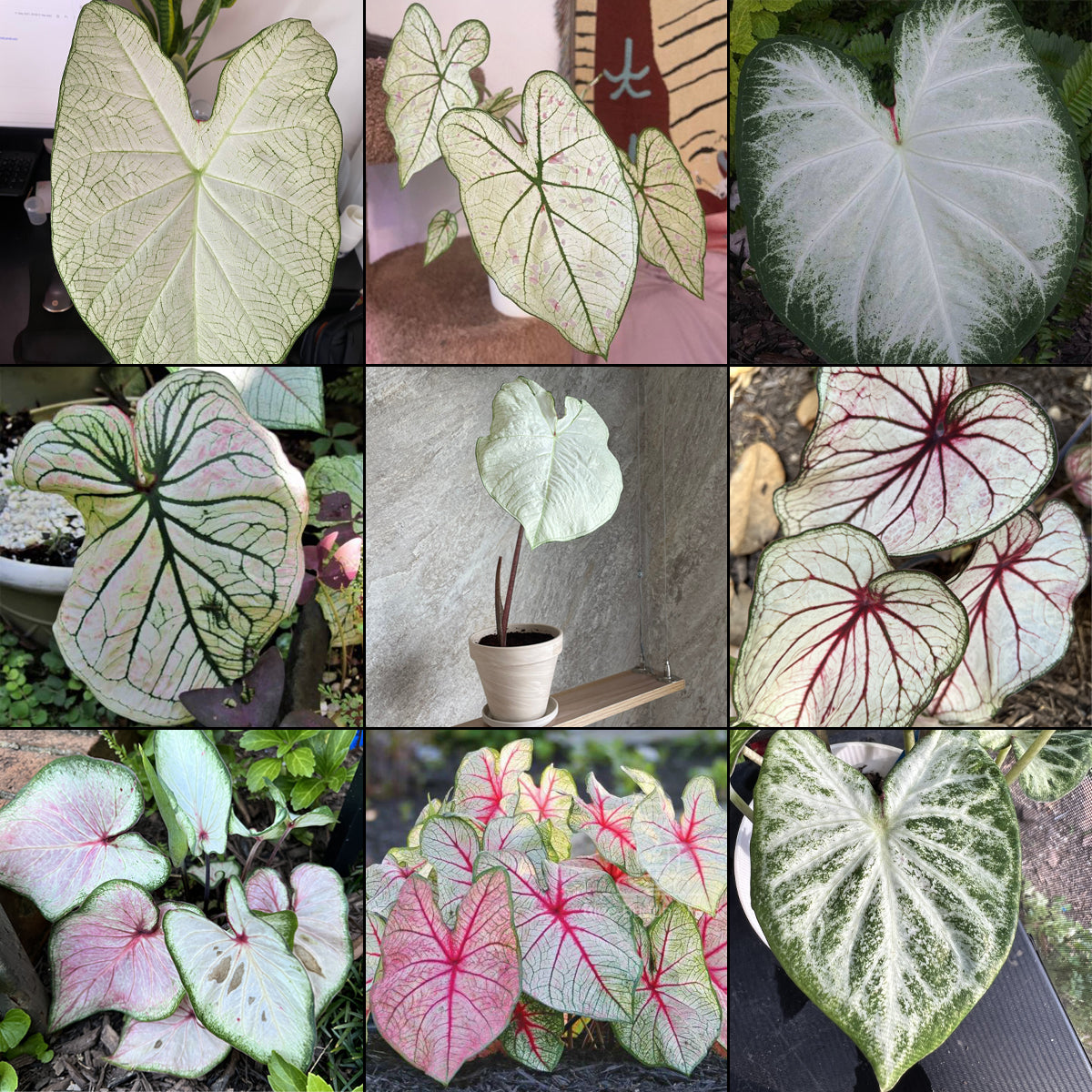 Blue Buddha Farm White Caladium Bulb Mix available in 5, 8, or 12 bulbs, showcasing elegant, hand-painted white and cream foliage with subtle green accents.