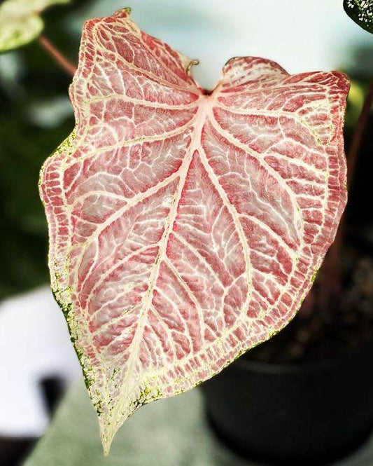 'Peppermint' Caladium – Swirls of Sweet Colors (2 Bulbs) - Blue Buddha Farm