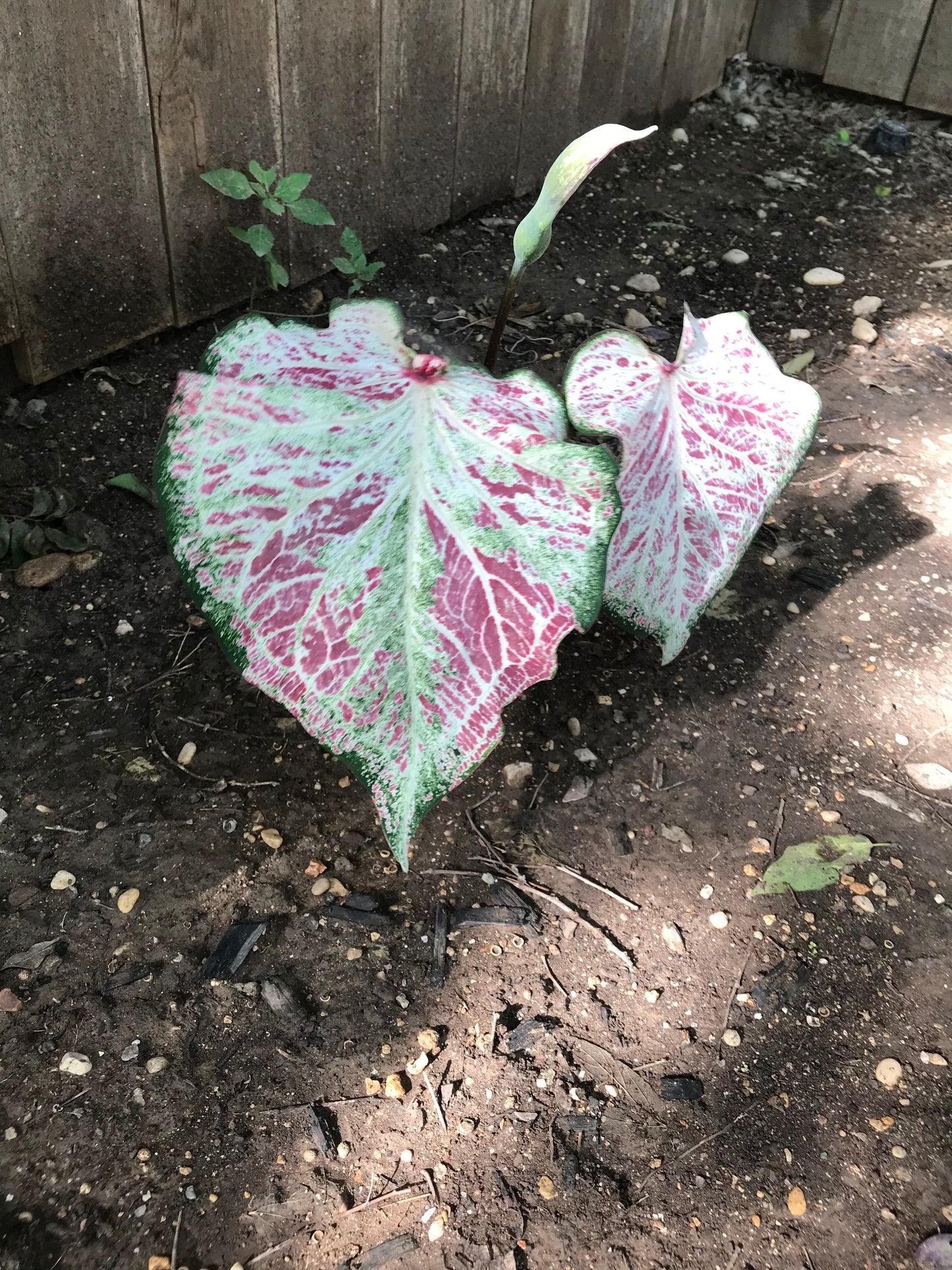 'Peppermint' Caladium – Swirls of Sweet Colors (2 Bulbs) - Blue Buddha Farm