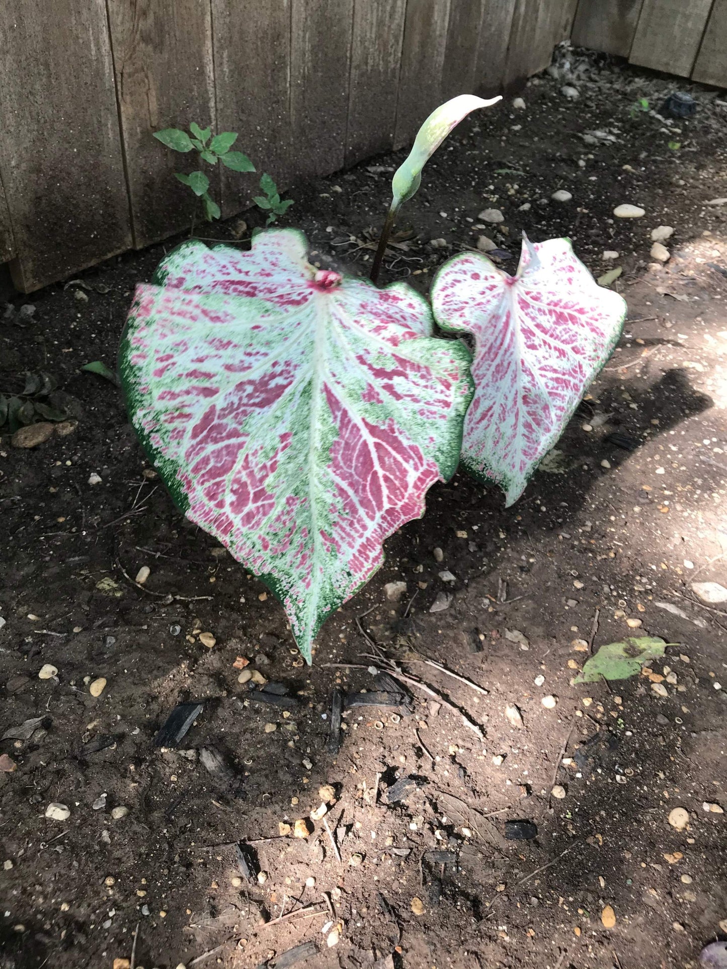 'Peppermint' Caladium – Swirls of Sweet Colors (2 Bulbs) - Blue Buddha Farm