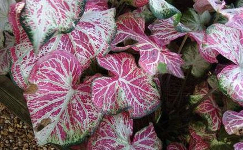 'Peppermint' Caladium – Swirls of Sweet Colors (2 Bulbs) - Blue Buddha Farm